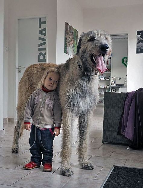 If you’re looking for the best name for a big dog, you have come to the right place. Dog Looks Like Human, Irish Wolf Hound, Wolf Hound, Irish Wolfhound Dogs, Wolfhound Dog, Big Dog Breeds, Irish Wolfhounds, Cele Mai Drăguțe Animale, Dog Winter