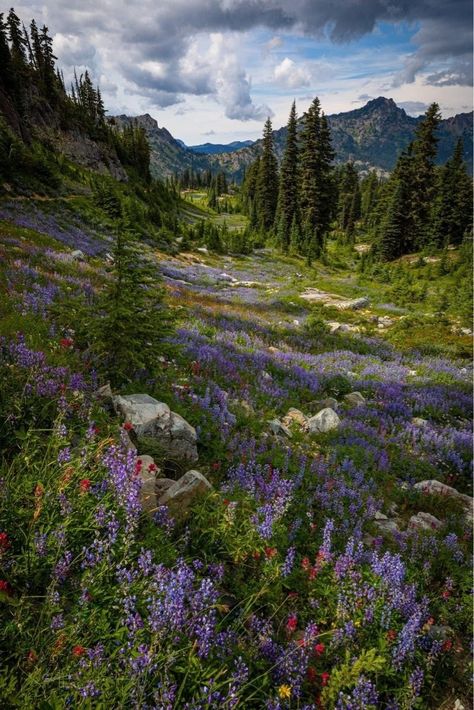 Mountains Flowers, Mountain Aesthetic, Nature Mountains, Mountain Wallpaper, Pretty Landscapes, Forest Flowers, Beautiful Scenery Nature, Jolie Photo, The Hand