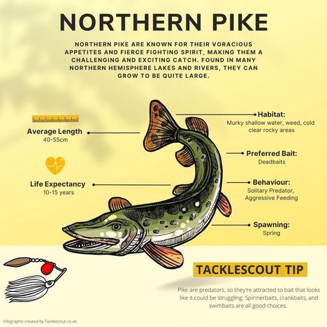 Fish Species: The Northern Pike Northern Pike Fishing, Pike Fishing Tips, Emergency Hacks, Northern Pike, Pike Fishing, Fish Species, Crappie Fishing, Fresh Fish, Drawing Inspo