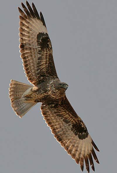 The buzzards wheeling in the view from Home Farm. When hungry or hunting in pairs, they utter high-pitched calls. Buzzard, Common Buzzard, Bird Identification, Rare Diamond, Police Detective, British Wildlife, Haiwan Peliharaan, Big Bird, Bird Photo