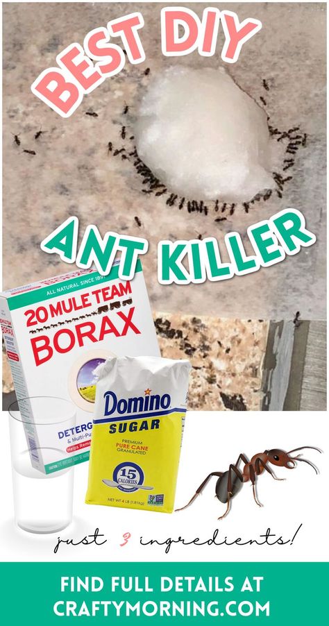 Ant Borax Recipe, Diy Any Killer Indoor, Borax Ant Killer Recipe, How To Get Rid Of Anys In The House, Ant Removal Indoors, Natural Ant Repellent For Home, How To Get Rid Of Ants Naturally, Tiny Ants Get Rid Of, Any Killer Diy