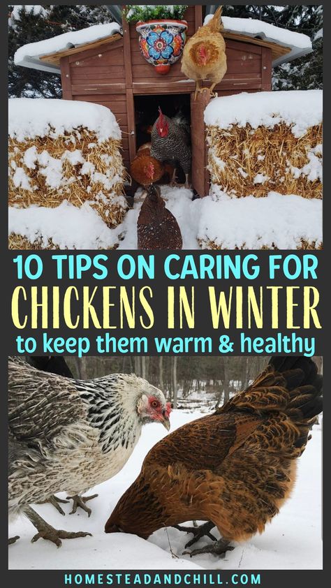 Read along to learn the 10 best practices to keep your flock of chickens warm, healthy and happy in cold winter weather. Let's talk about winterizing the chicken coop and run, special food and water requirements, preventing frostbite - and more! Diy Chicken Coop Ideas For Winter, All Season Chicken Coop, Winter Prep For Chickens, How To Heat Chicken Coop, Chicken Coop Food Ideas, Chickens Winter Care, How To Chicken Coop, Chicken Winter Watering System, Best Chicken Coops And Runs