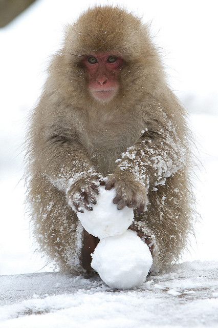 Build Snowman, Japanese Snow, Snow Monkeys, Play Snow, Japanese Macaque, Northern Japan, Snow Monkey, Photo Animaliere, Snow Ball