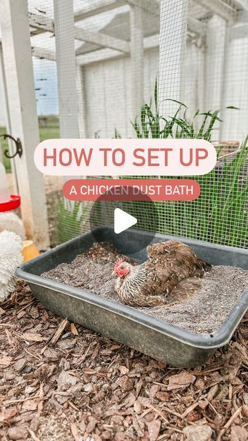 Tire Dust Bath For Chickens, How To Make A Dust Bath For Chickens, Chicken Dirt Bath Ideas, Dirt Bath For Chickens, Chicken Dust Bath Containers, Dust Bath For Chickens Ideas, Chicken Pool Ideas, Chicken Dirt Bath, Chicken Coop Sand