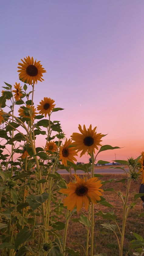 Yellow Sunflower Wallpaper, Sunset Phone Wallpaper, Summer Aesthetic Nature, Sunset Sunflower, Frühling Wallpaper, Sunflower Sunset, Diary Entry, Pretty Landscapes, Sunflower Wallpaper