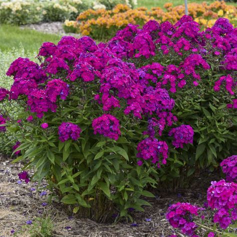 Bonito, Phlox Plant, Phlox Flowers, Magenta Flowers, Sun Perennials, Sun Garden, Border Plants, Pollinator Garden, Garden Soil