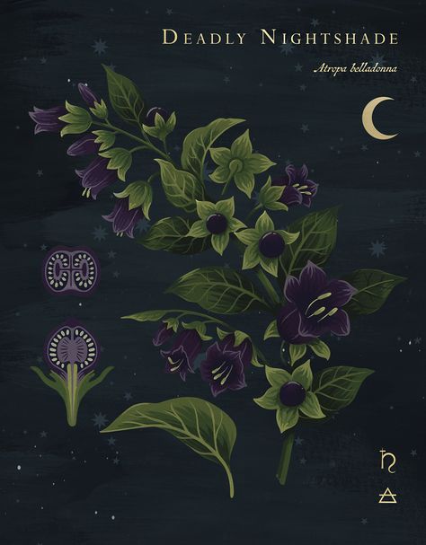 Belladonna Aesthetic, Spooky Plant, Hexes And Curses, Nightshade Flower, Plant Portrait, Element Of Air, Deadly Plants, Poison Garden, Deadly Nightshade