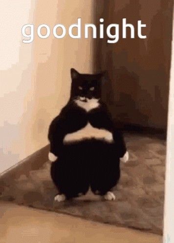 Goodnight Cats Funny, Reaction Pictures Goodnight, Im Sorry Cat Reaction Pic, Good Morning Silly Images, Good Night Shawty, Good Night Cursed Image, Weird Goodnight Pictures, Good Night Meme Cute Cat, Good Morning Cursed Image