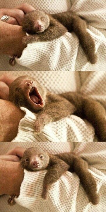 Baby Sloth, Animals Yawning, Cute Sloth Pictures, Sloth Art, Baby Animals Pictures, Cute Sloth, 웃긴 사진, Baby Animals Funny