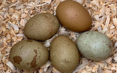 What is an Olive Egger chicken?Olive egger Chickens are not a breed… Olive Egger Eggs, Cream Legbar Chickens, Olive Egger Chicken, Hen Houses, Easter Egger Chicken, Cream Legbar, Training Chickens, Olive Egger, Heritage Chickens