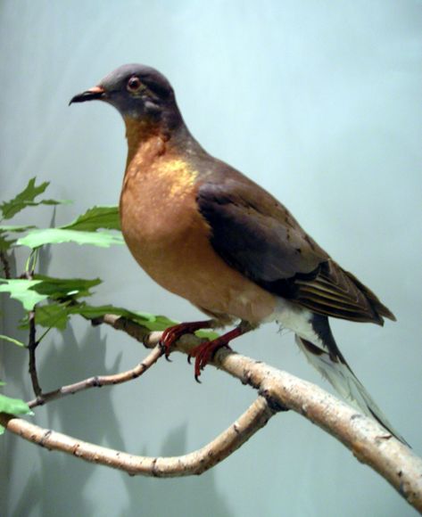 100 Recently Extinct Animals: 10 Recently Extinct Birds Passenger Pigeon Extinct, Passenger Pigeon, Extinct Birds, Pigeon Pictures, Cincinnati Zoo, William Ellis, Royal Ontario Museum, Habitat Destruction, Common Birds