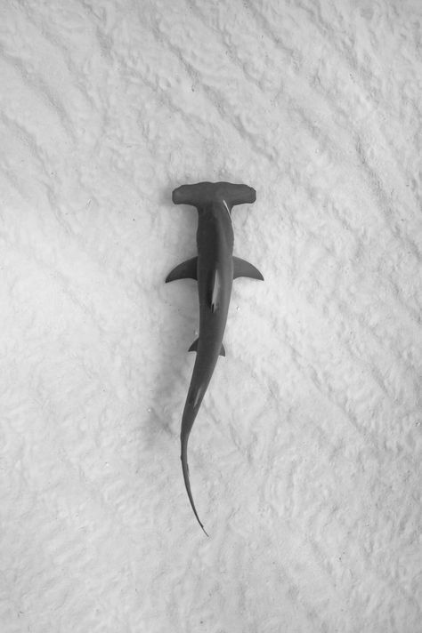 Hammerhead Shark From Above, Paper Mache Ocean Animals, Wallpaper Sea Animals, Drawing Sea Creatures, Ocean Fish Tattoo, Cake Whale, Hammerhead Shark Drawing, Shark Tooth Tattoo, Hammerhead Shark Tattoo