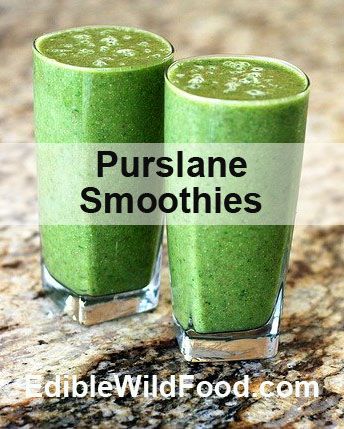 Purslane Recipes, Flower Drinks, Purslane Recipe, Juice Ideas, Witches Apothecary, Camp Recipes, Healthy Summer Treats, Popsicles Recipe, Foraging Recipes