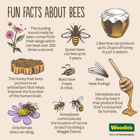 Project Honey Bees on Instagram: "Here's some more fun facts about our sweet little friends! 🍯 🍯 🍯 🐝 🐝 🐝" Nature, Fun Facts About Bees, Honey Facts, Honey Bee Farming, Honey Bee Facts, Honey Bees Keeping, Bee Quotes, Bee Facts, Honey Art