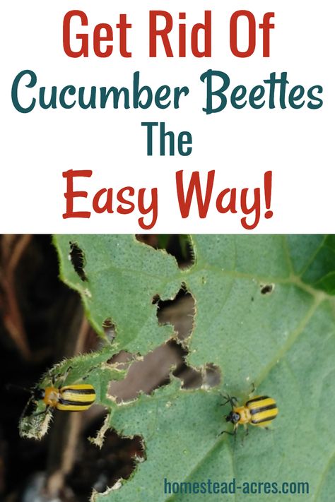 How to get rid of cucumber beetles the easy way! If your are growing cucumbers in your backyard garden and you start to see little yellow bugs eating the leaves and flowers you probably have cucumber beetles! Follow these easy steps to get rid of them! #gardening #gardeningtips #homesteading Bugs On Cucumber Plants, Squash Beetles Pest Control, How To Get Rid Of Squash Bugs In Garden, Cucumber Beetles How To Get Rid Of, Squash Bugs How To Get Rid Of, Gardening Cucumbers, Squash Garden, Garden Cucumbers, Homemade Insecticide