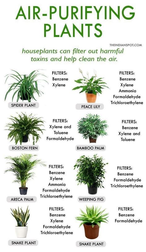 Homeplants Tanaman Air, Tanaman Sukulen, Tanaman Indoor, Bilik Idaman, نباتات منزلية, Inside Plants, Best Indoor Plants, Air Purifying Plants, Decoration Plante