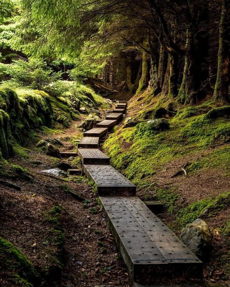Ireland's Ancient East on Instagram: “Whatever the weather, the famous Ballinastoe Trail, buried deep in the Wicklow Mountains is the perfect spot for a Sunday stroll in…” Never Land Aesthetic, Ireland Core, Ireland Mountains, Irish Forest, Forest Biome, Ireland People, Wicklow Mountains, Ireland Aesthetic, Backpacking Ireland