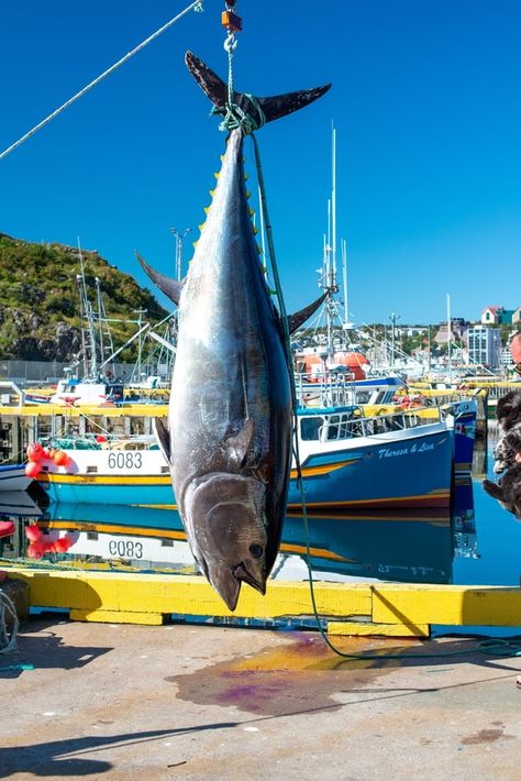 Biggest Tuna Ever Recorded - American Oceans Tuna Meat, Atlantic Bluefin Tuna, Fish Monger, Bluefin Tuna, Tuna Fishing, Tuna Fish, Marine Ecosystem, All Fish, Ocean Fishing