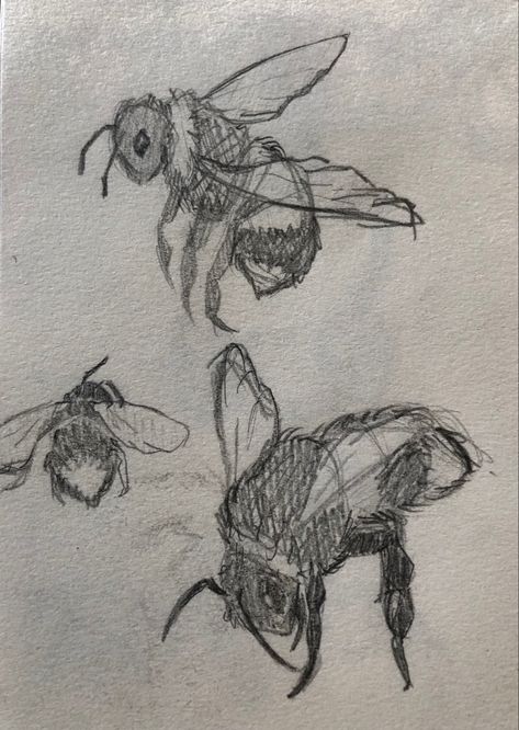 Croquis, Insect Drawing Reference, Bug Aethstetic, Aesthetic Bug Drawing, Bug Sketches Drawing, Bug Drawing Reference, How To Draw Bee, Beehive Sketch, Weevil Drawing