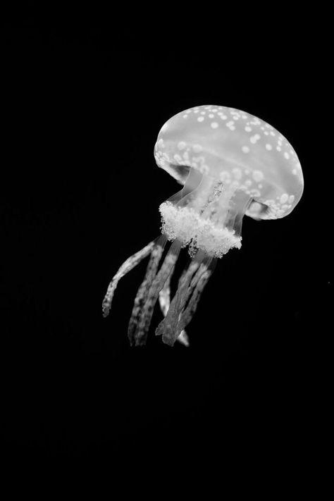 Jellyfish, Octopus Photography, White Jellyfish, Jellyfish Photography, Jellyfish Tattoo, Jellyfish Art, Underwater Animals, Sea Animals, Sea Life