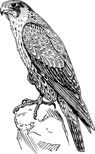 Peregrine falcon | Public domain vectors Falcon Drawing, Falcon Tattoo, Falcon Art, Hawk Tattoo, Peregrine Falcon, Russian Dolls, Bird Coloring Pages, Ship Drawing, Wood Burning Patterns