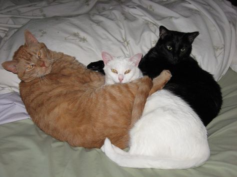 Logan, Raven, and Gomez in a kitty pile. Three Cats Cuddling, Us In Another Universe Trio, Three Cats Aesthetic, Four Cats Together, 3 Cats Together, Trio Animals, Trio Cats, Cat Trio, Four Cats