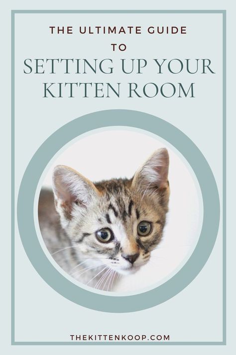 Click to learn how you can set up the best kitten room, kitten home base, and more! Fostering Kittens Setup, Kitten Set Up In Bedroom, Kitten Foster Room, Kitten Room Set Up, Kitten Set Up, Kitten Necessities, Foster Kittens Setup, Foster Kitten Room, Kitten Playpen