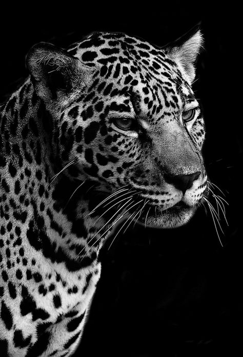 Jaguar Portrait by Brenden Scott - Fun fact: Jaguars are the largest cats in the Western Hemisphere and the third largest overall. Only lions and tigers are bigger. Leopards, Kamakura, Jaguar Portrait, Jaguar Animal, Wild Animal Wallpaper, Gato Grande, Animals Black And White, Large Cats, Animal Wallpaper