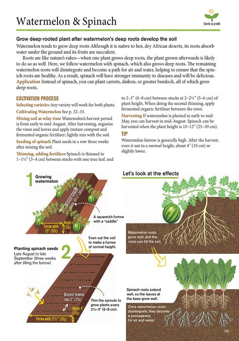 Permaculture, Japanese Companion Planting, Japanese Style Garden, Garden Companion Planting, Farming Techniques, Natural Farming, Hillside Landscaping, Victory Garden, Plant Nutrients