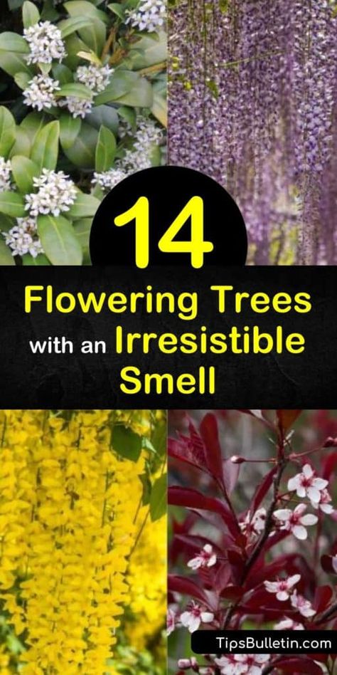 Fill the space around your home with fragrant flowers and green leaves from the early spring to late summer. Whether you want a small tree or evergreen shrub, this article has the most memorable smelling plants, like magnolia and gardenia, to incorporate around your home. #trees #fragrant #flowers Golden Chain Tree, Fall Container Plants, Best Scents, Fall Gardening, Fall Containers, Crabapple Tree, Backyard Flowers, Blooming Trees, Fragrant Plant