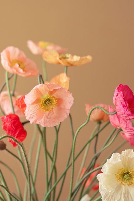 amapolas Fleur Orange, Deco Floral, Arte Floral, Flower Aesthetic, Poppy Flower, Flowers Nature, Beautiful Blooms, Flower Photos, Love Flowers