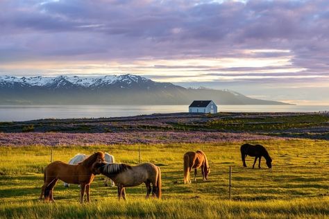 Iceland, landscape, horse, animals, grazing wallpaper Horses Background Wallpapers, Horse Wallpaper For Computer, Horse Computer Wallpaper, Horse Pc Wallpaper, Horse Desktop Wallpaper, Horse Wallpaper For Laptop, Horses Wallpaper, Horse Archery, Horse Background