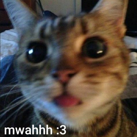 Cat sticking tongue out :3 Mwah Cat, Cat Close To Camera, Send To Your Crush, Your Crush, Kiss