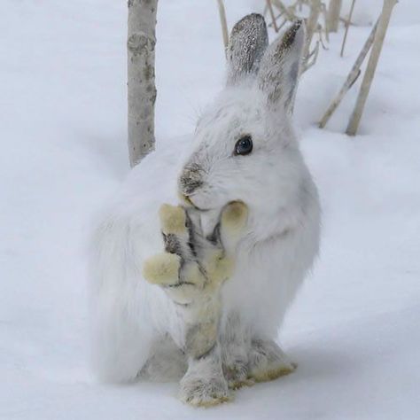 Snow Leopard, Snowshoe Rabbit, White Hare, Snowshoe Hare, Cute Bunny Pictures, White Rabbits, Tiny Bunny, Bunny Pictures, Arctic Animals