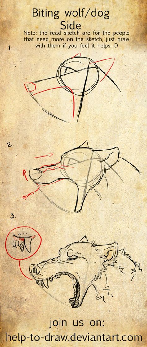 Biting canine side view Drawing Tips, Drawing Wolf, Skitse Bog, Step By Step Sketches, Wolf Drawing, Wolf Head, Drawing Skills, Drawing Poses, Step By Step Drawing