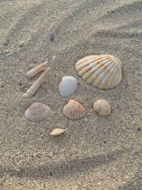 #iphonewallpapers #wallpaper #desktopwallpaper #aesthetic #beach #seashells Balayage, Summer Aesthetic Seashells, Seashells At The Beach, Beach Aesthetic Seashells, Collecting Seashells Aesthetic, Shells Aesthetic Wallpaper, Beach Stuff Aesthetic, Beach Aesthetic Shells, Beach Sea Shells Aesthetic