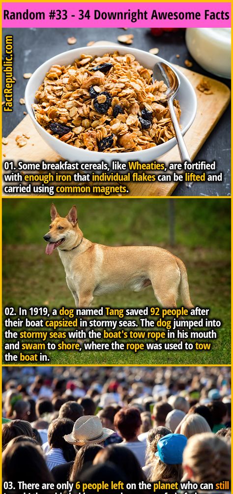 34 Downright Awesome Random Facts You Never Knew | Random List #33 | Fact Republic Cool Facts You Didnt Know, Unbelievable Facts Did You Know, Weird Facts You Didnt Know, Weird Facts Random, Weird Science Facts, Random Fun Facts, Dog Science, Mind Blowing Thoughts, Fun Facts Mind Blown