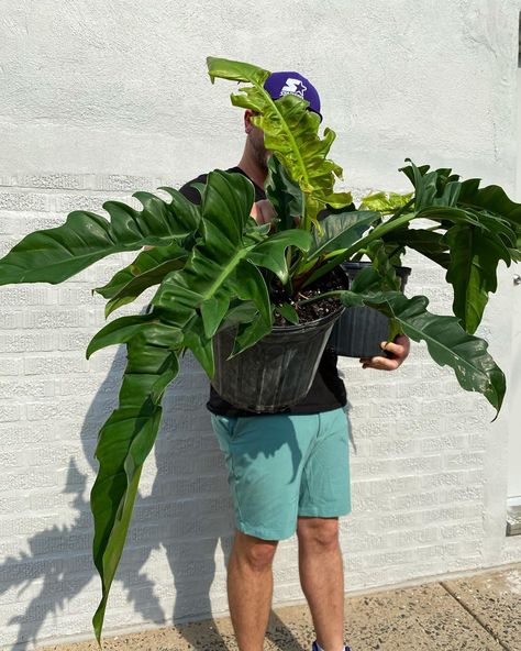 ILLExotics | Plants & Reptiles on Instagram: “Get down, get down. JUNGLE BOOGIE! 🎶🕺 We have 4” pots available online and 10” in-store. These philodendrons prefer a brightly lit room and…” Plants, Planting, Reptiles, Jungle Boogie Philodendron, Jungle Boogie, Planting Ideas, Plant Leaves, In Store, 10 Things