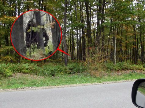 Real Bigfoot, Bigfoot Stories, Bigfoot Pictures, Paranormal Photos, Bigfoot Sightings, Scary Stuff, Bigfoot Sasquatch, Real Ghosts, Outdoors Tattoo