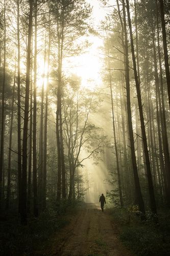 Nature, Walking Through The Woods, People In The Woods Aesthetic, Being Chased In The Woods Aesthetic, Run Away To The Woods, Walking In Woods Aesthetic, Pathway In The Woods, Walking In The Woods Aesthetic, Lost In The Woods Aesthetic