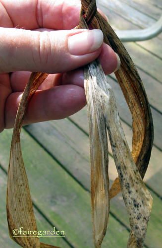 Weaving With Iris Leaves, Foraged Fibres, Nature Weaving, Weaving Baskets, Making Baskets, Basket Weaving Diy, Basket Weaving Patterns, Tall Bearded Iris, Natural Baskets