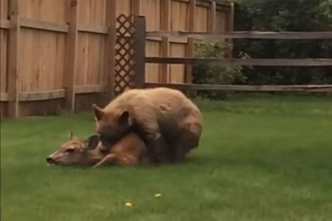 YouTube: ViralHog Nature is a heartless beast sometimes. It's even rougher if you're a prey animal like this deer. This family's suburban backyard was the scene of a gruesome bear attack. Can you imagine sitting on your porch on a nice summer evening when... Watch the video below: WARNING: GRAPHIC CONTENT When we think of gruesome bear attacks we […] The post Bear Attacks Deer in a Colorado Springs Backyard appeared first on Wide Open Spaces. Nature, Deer Hunting Videos, Suburban Backyard, Hunting Videos, Prey Animals, Family Backyard, Bear Attack, Animal Attack, Wide Open Spaces