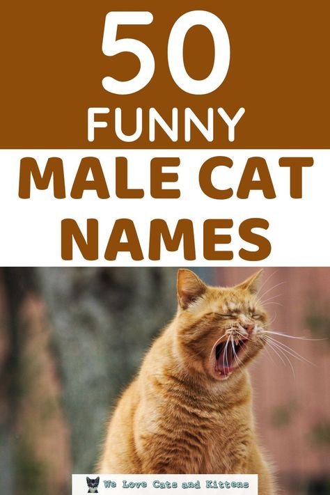 Make Cat Names, Funny Boy Names, Cats With Kittens, Male Cat Names Unique, Cat Names Boy, Kitten Names Boy, Cat Names Male, Cat Names Aesthetic, Names For Him