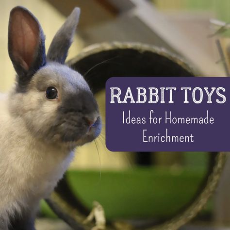 Bunny DIY: How to Make Your Own Homemade Rabbit Toys - PetHelpful Diy Toys For Rabbits, Homemade Rabbit Treats, Homemade Rabbit Toys, Rabbits Toys, Diy Bunny Toys, Bunny Rabbit Crafts, Bunny Jump, Baby Bunny Toy, Diy Toddler Toys