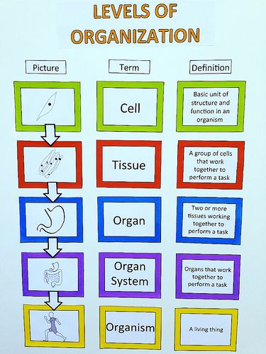 Organisation, Levels Of Organization Biology, Anatomy Classroom, Cell Structure And Function, Levels Of Organization, Lab Assistant, Science Chart, Science Cells, Biology Worksheet