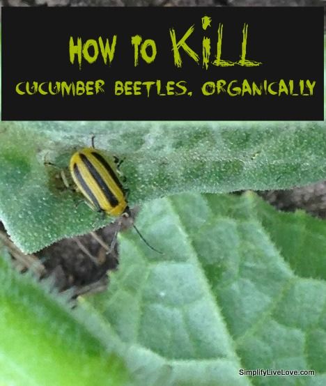 Garden Update ~ How to Kill Cucumber Beetles, Organically - an easy, effective, organic method for killing the dreaded cucumber beetle. Organic Gardening Tips, Cucumber Gardening, Cucumber Beetles, Garden Bugs, Growing Cucumbers, Garden Pest Control, Plant Diseases, Diatomaceous Earth, Landscaping Tips