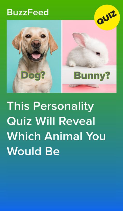 How Does Pinterest See Me Animal, What Type Of Animal Are You, Which Animal Are You Quiz, Which Animal Are You, What Animal Am I Quiz, What Animal Am I, Spirit Animal Test, Which Dog Are You, Dog Breed Quiz