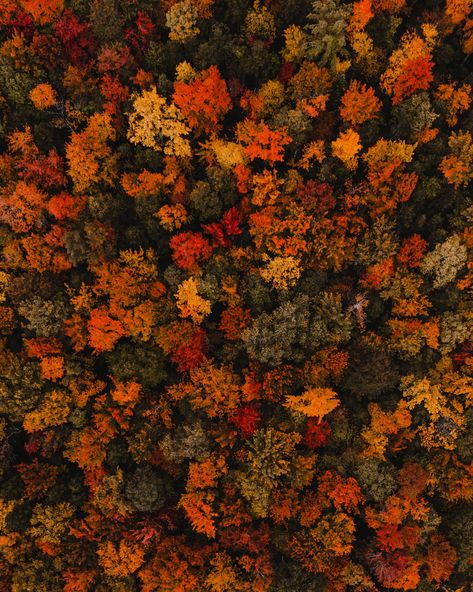 Nature, Fall Foliage Photography, New Hampshire Fall, Fall Wonderland, Fall Goals, Fall Outdoors, Fall Foilage, Fall Foliage Road Trips, New England Fall Foliage