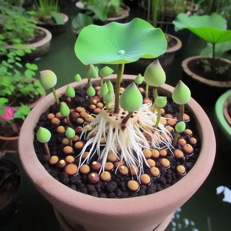 How to Choose and Prepare Lotus Seeds Lotus Flower Seeds, Lotus Plant, Soil Layers, House Plant Care, Liquid Fertilizer, Plant Cuttings, Growing Seeds, Aquatic Plants, Seed Pods