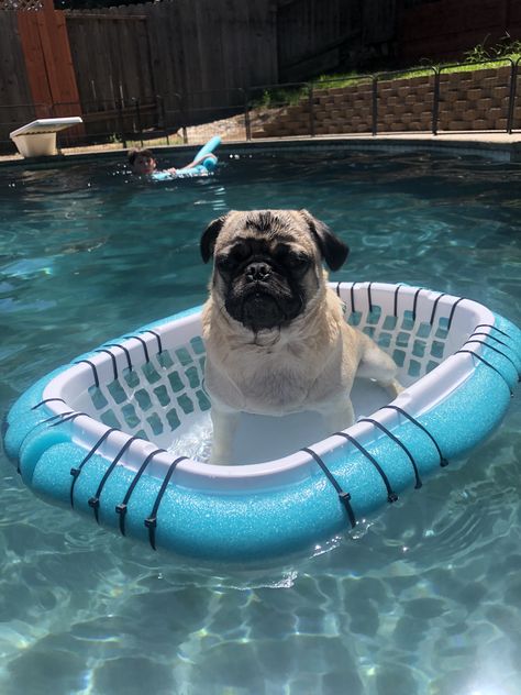 Yes Boat Diy Ideas, Diy Dog Floats For Pool, Dog Floats For Pool, Pool Noodle Float Diy, Dog Floaties, Dogs In Pool, Pool Diy Accessories, Dog Pool Ideas, Diy Dog Pool